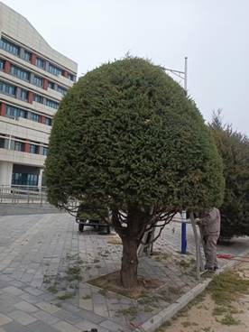 初春焕新颜，校园育生机